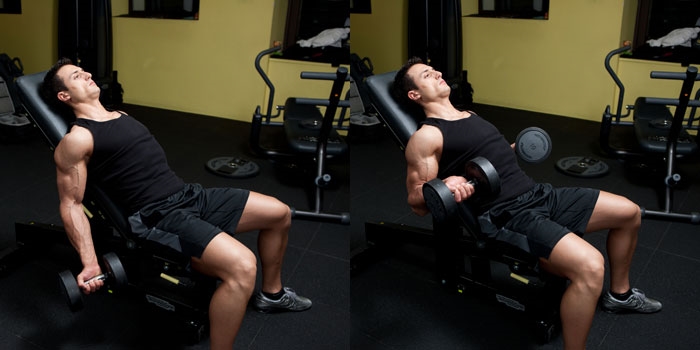 bench dumbbell bicep curls
