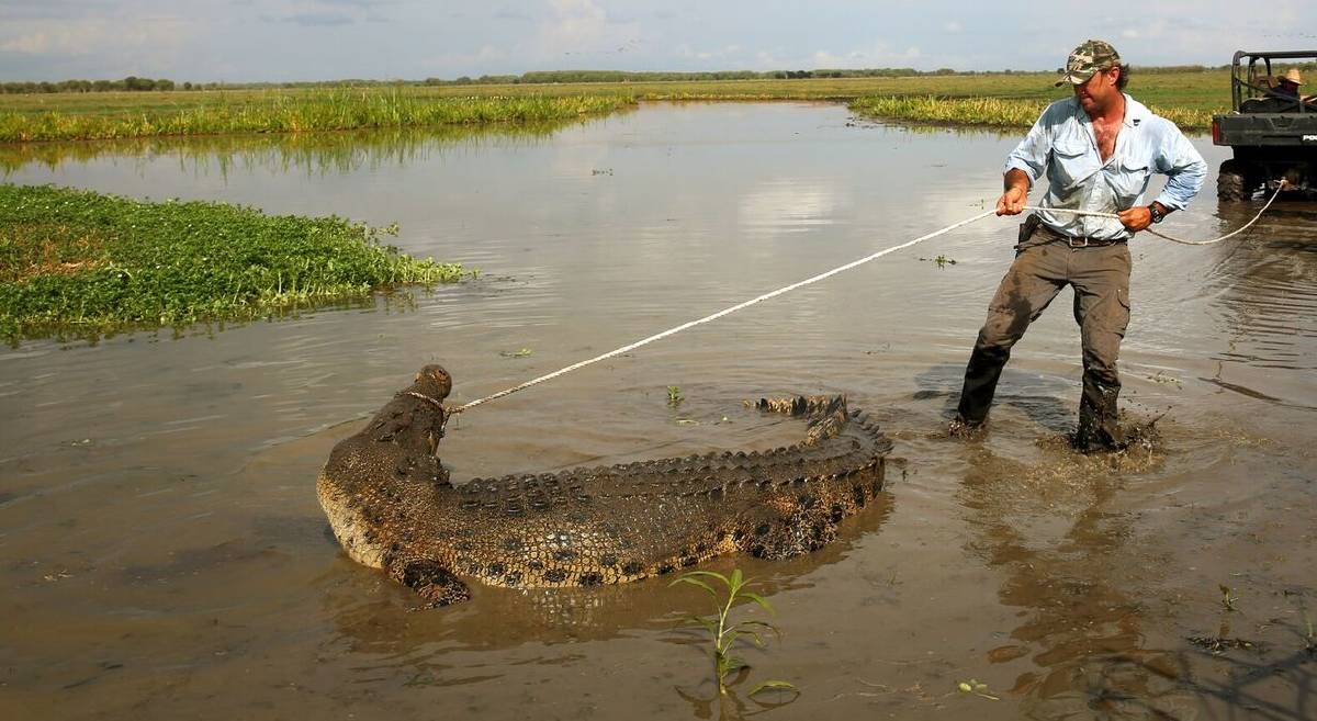 aligator taming